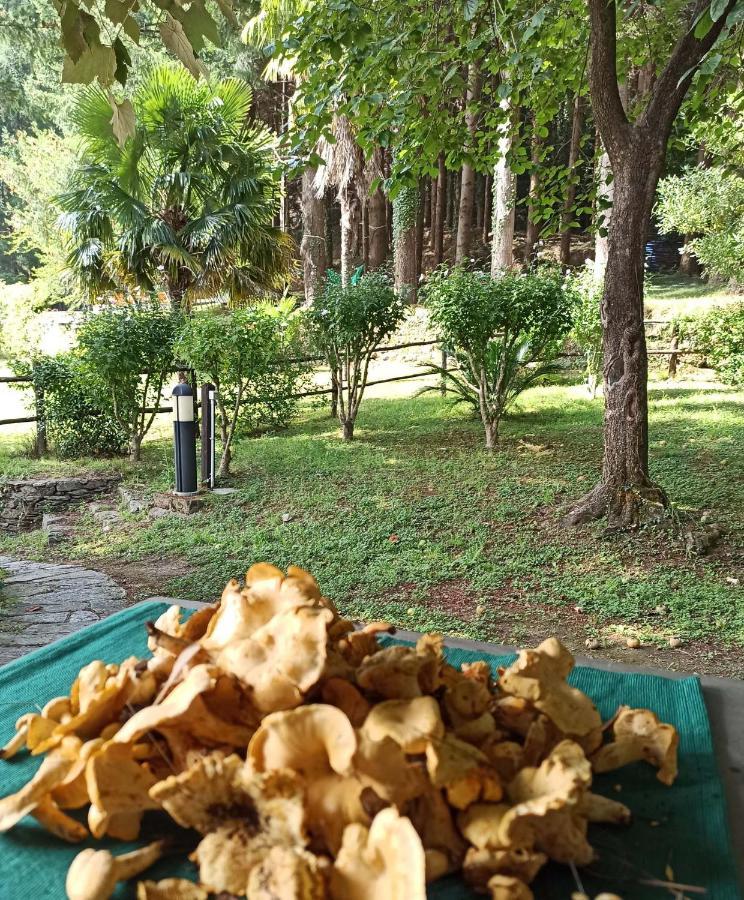 Il Bosco Di Campo Marzano Rooms & Apartments Borzonasca Ngoại thất bức ảnh